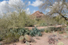 Desert Botanical